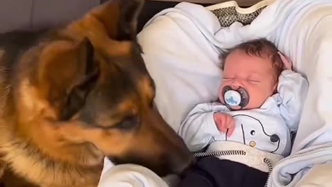 Dogs defending his best friend