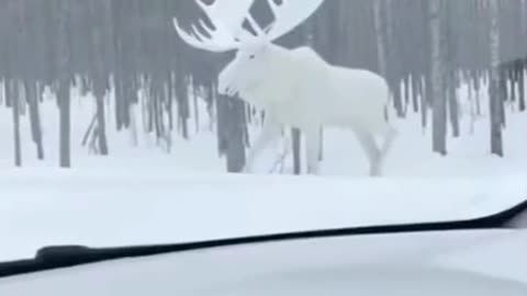 Snow moose freedom