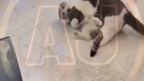 Funny animals video