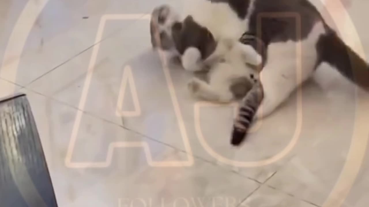 Funny animals video