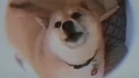 DOG AWOOH