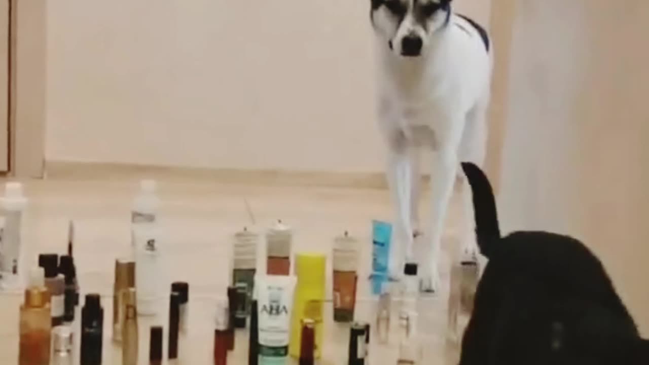 Cat vs. Dog: The Ultimate Showdown of Sass and Chaos!🤣