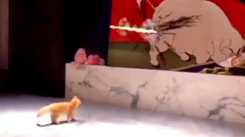 tom and jerry || tom in reality
