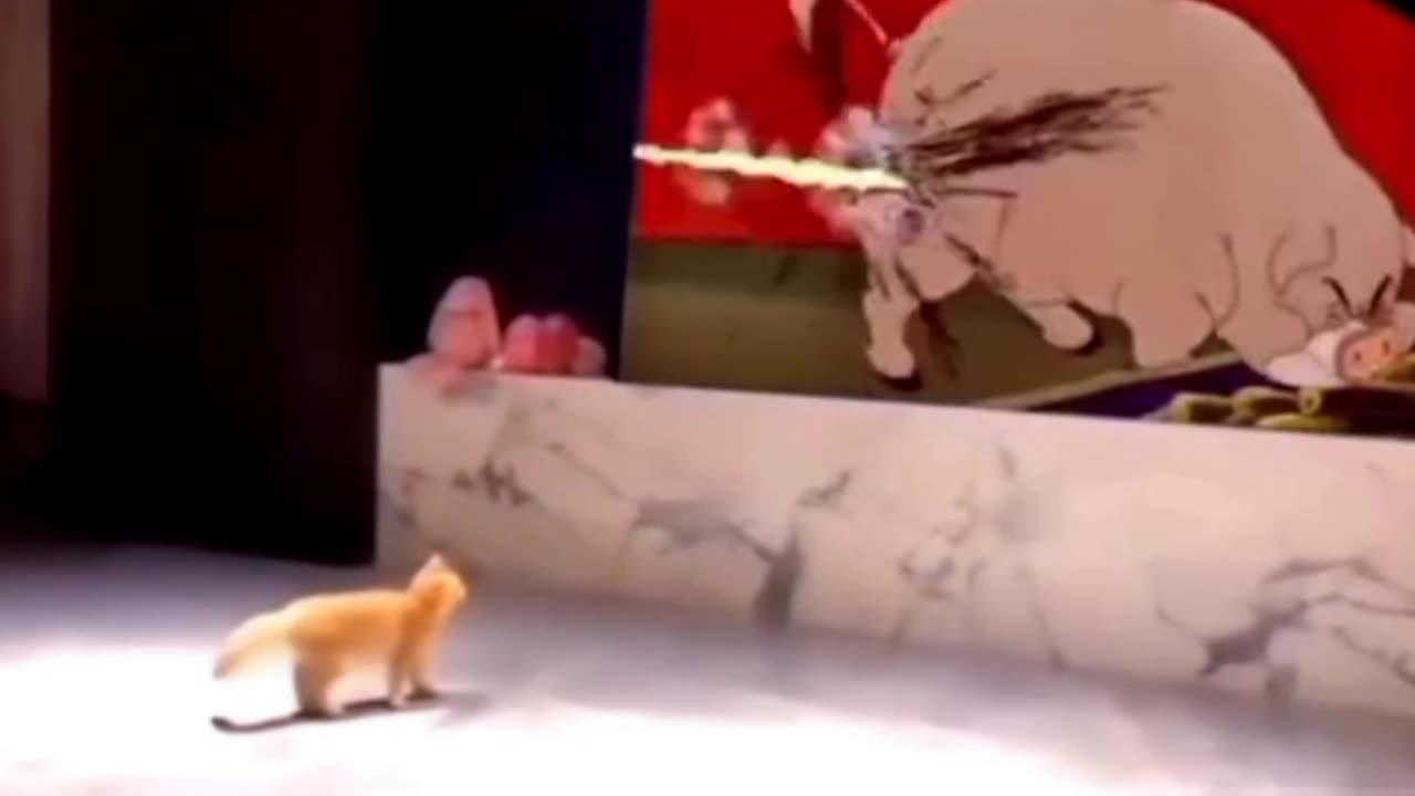 tom and jerry || tom in reality