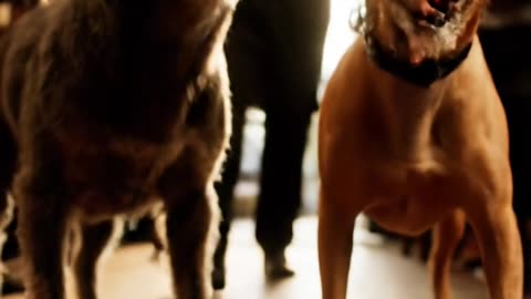 10 Amazing Dog Tricks That Will Blow Your Mind