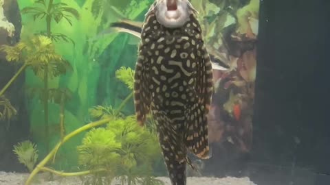 Pleco Fish Mimics Opera Singer
