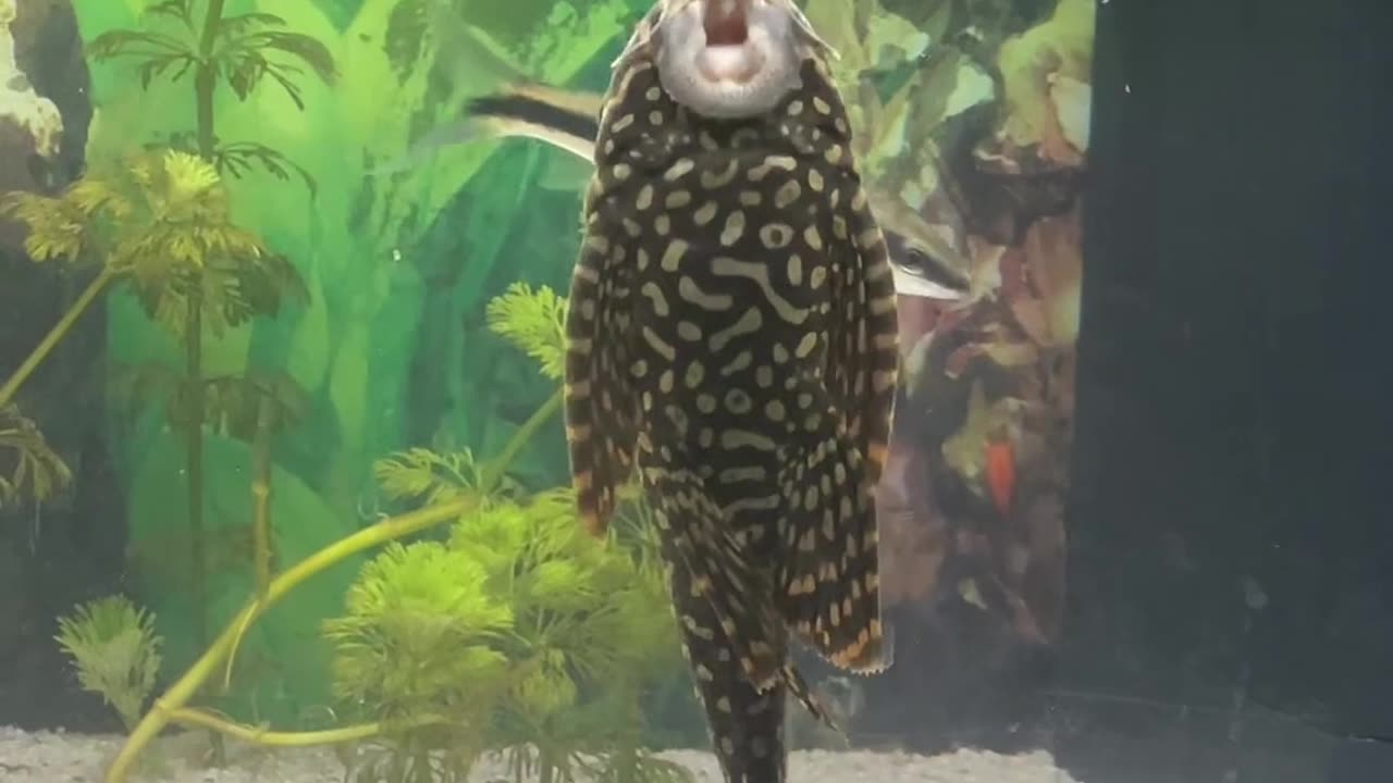 Pleco Fish Mimics Opera Singer