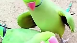 Funny parrot! Funny parrots Funny birds Pretty animals