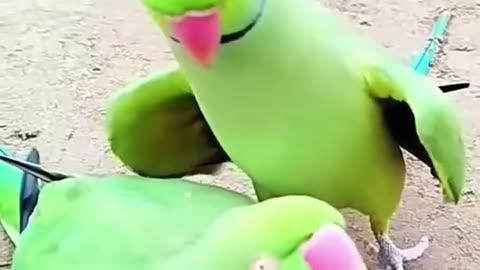 Funny parrot! Funny parrots Funny birds Pretty animals