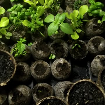 Gardening beds 🌱🌼