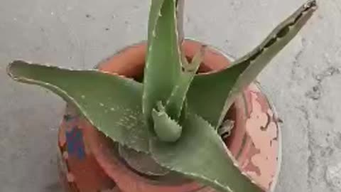 Aloe vera