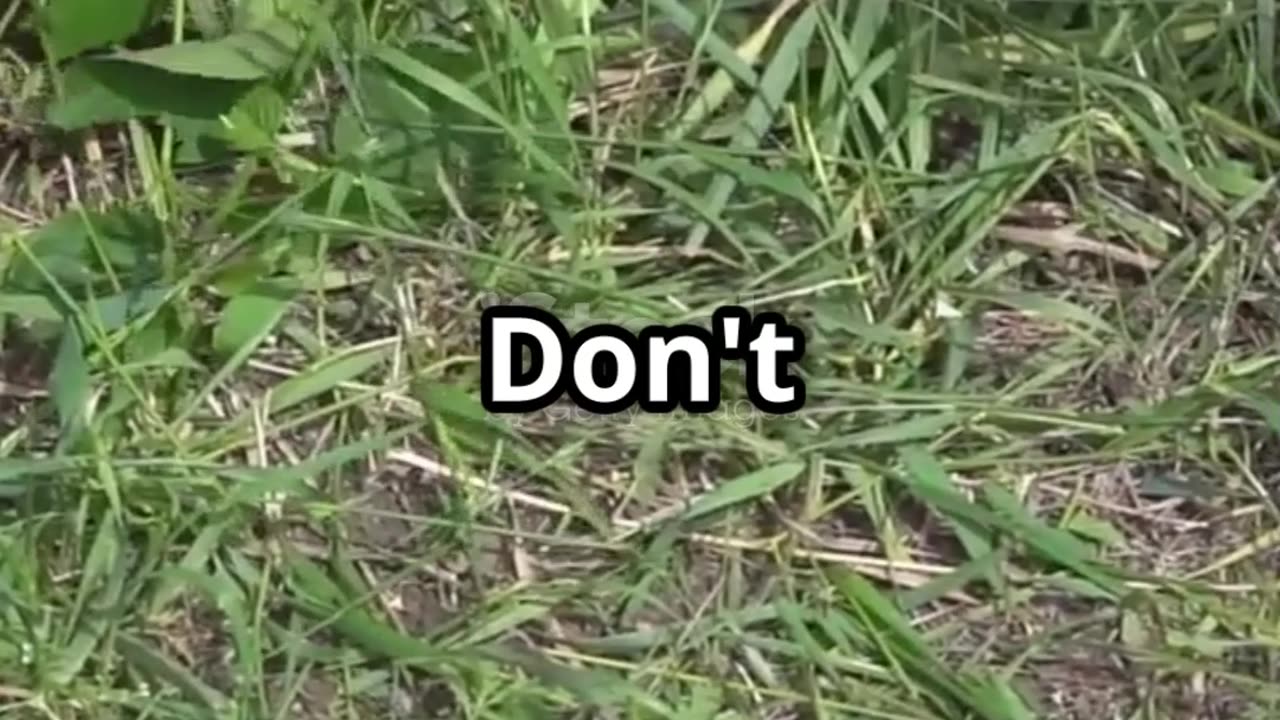 Spring Mower Tips