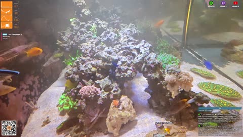 24/7 Real Live Reef Stream