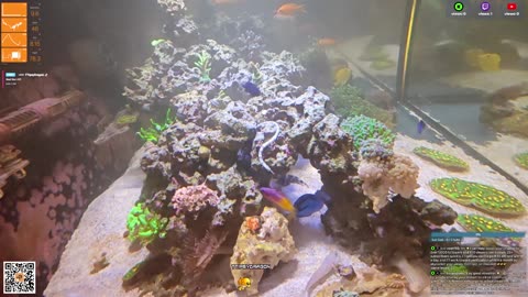 24/7 Real Live Reef Stream