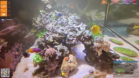 24/7 Real Live Reef Stream