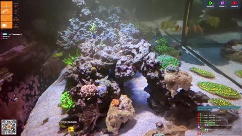 24/7 Real Live Reef Stream