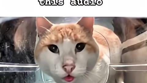 Cute cat trend and get million views 😍