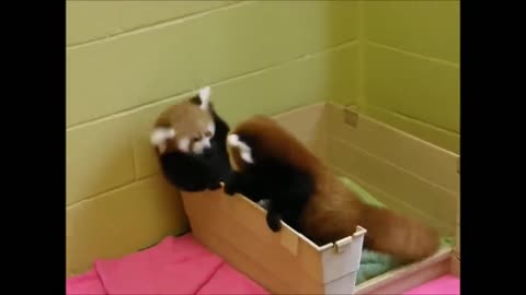 This started as a cute red panda video… and then something unexpected happened