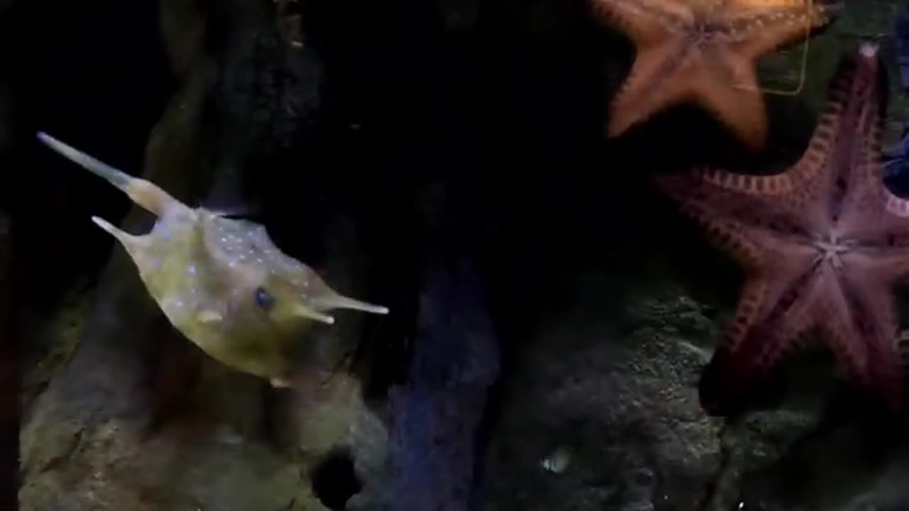 Longhorn Cowfish at The Birch Aquarium in San Diego