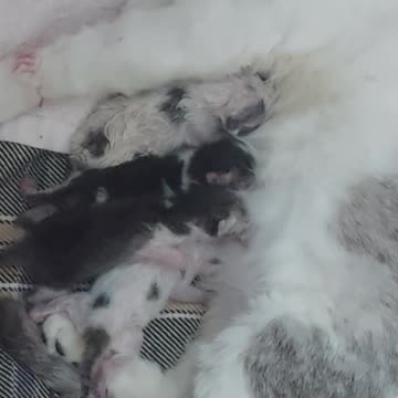 شیر دادن به بچه گربه های تازه به دنیا اومده