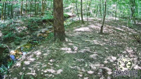 CamoCritter Critter Cam Live Stream