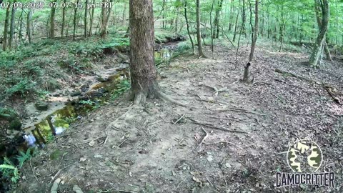 CamoCritter Critter Cam Live Stream
