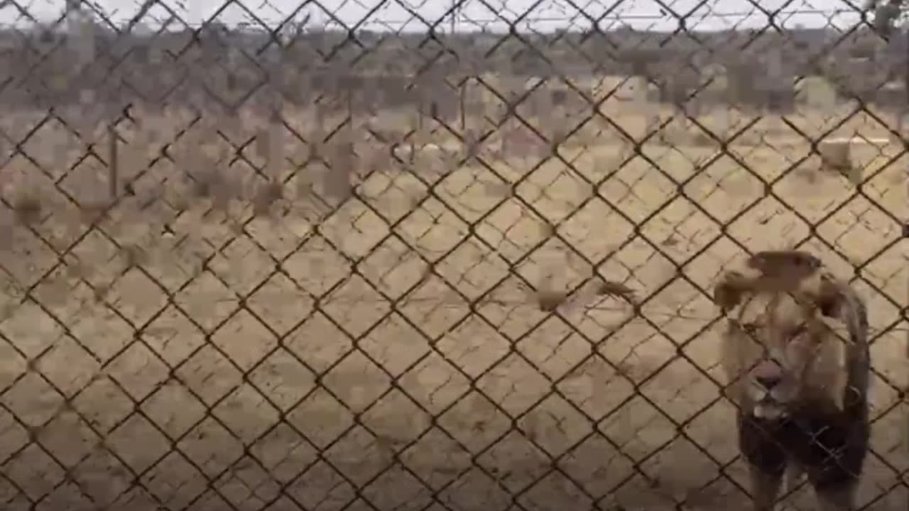 Cachorro valiente ladra a un león y se vuelve viral en TikTok