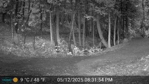 Mountain Lion