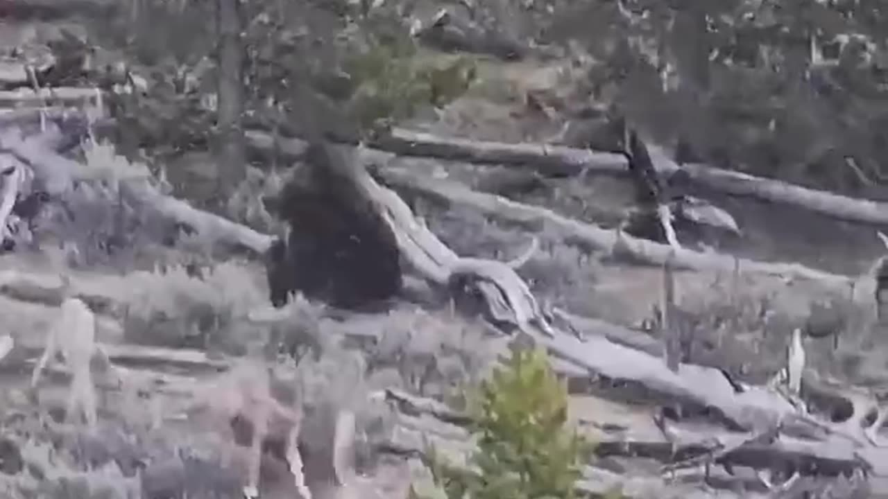 🐺🔥 Wolves vs Grizzly – Stealing the Prize! 🐻⚔️