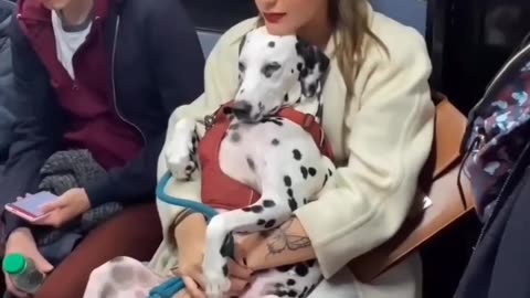 There is nothing truer in this world than the love of a good dog ❤️🥰