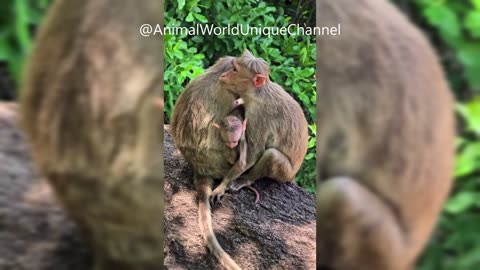 Funny Monkey Family