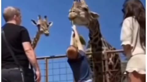 Funny Cute Playful Animals Moments