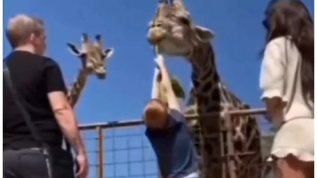 Funny Cute Playful Animals Moments