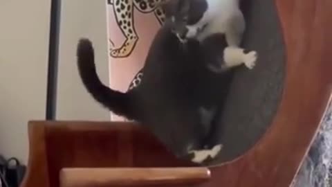 Funny and cute cats