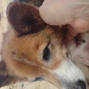 My 17 year old corgi at the beach
