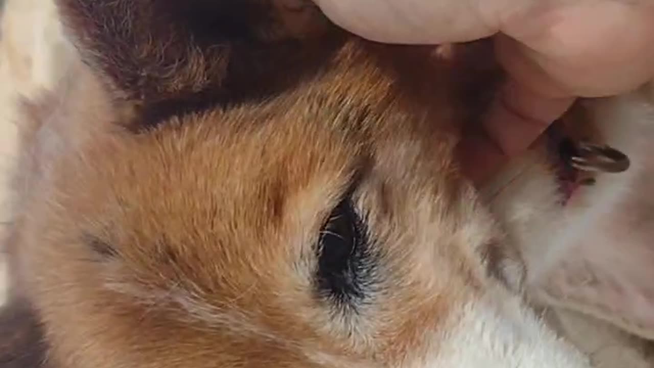 My 17 year old corgi at the beach