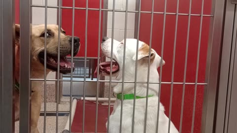 Quinn-white 1y A869249 Kali 1y A825195 kennel 2 pod 1 PACC shelter20250702_976