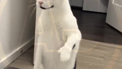Funny video
