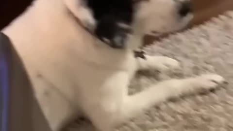Funny pets 11😂😂😂