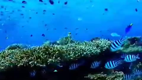 #Relaxmusic #Beautiful fish