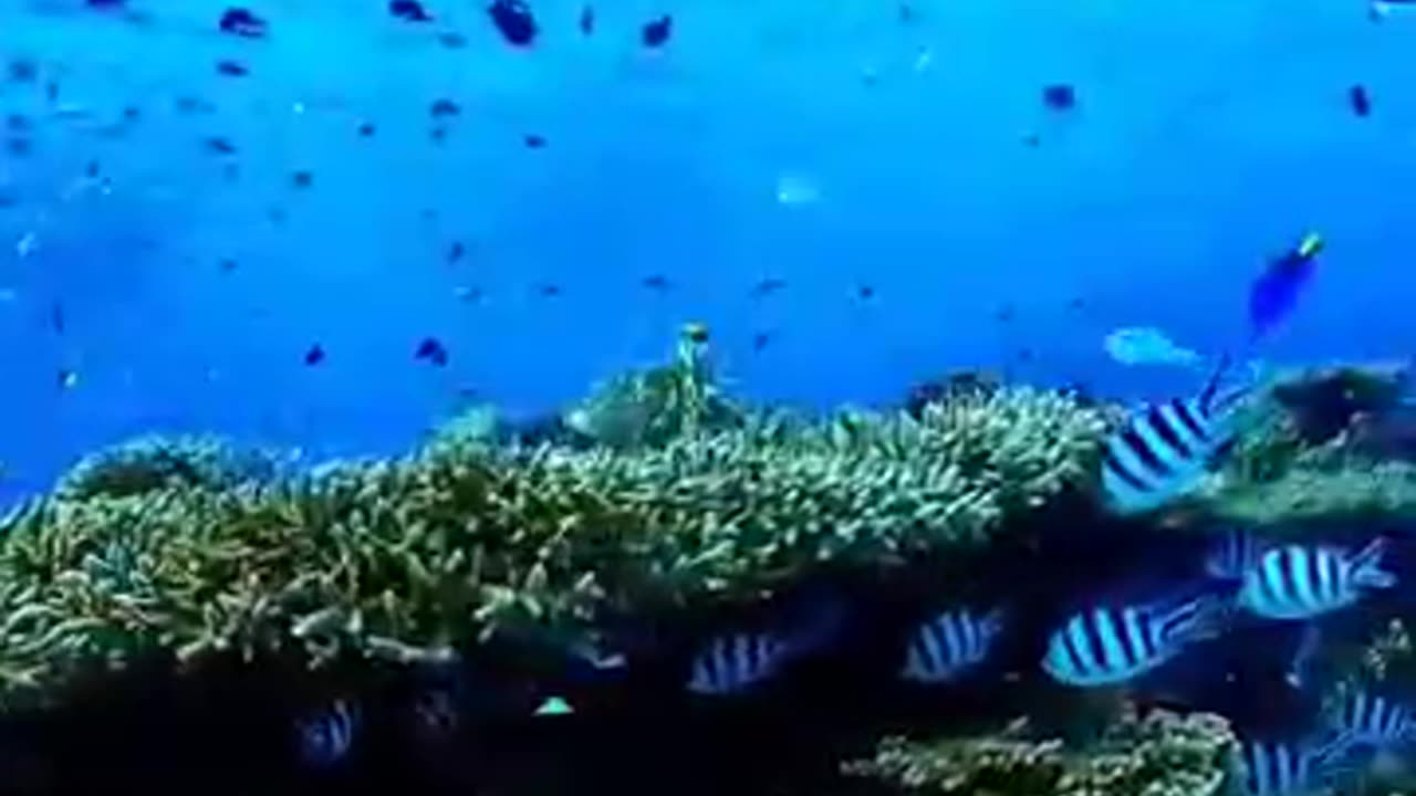 #Relaxmusic #Beautiful fish