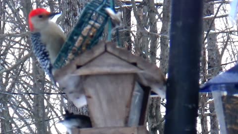 Red-bellied woodpecker