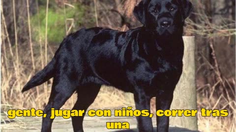 El Cachorro de Labrador Retriever Negro Tu Mejor Compañero de Aventuras
