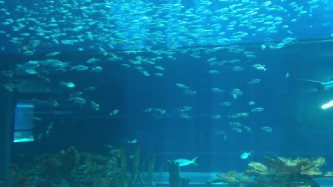 WATCH OUT!!!SHARKS! SHARKS!