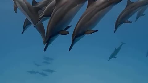 Makran, Persian Sea Dolphins, Iran