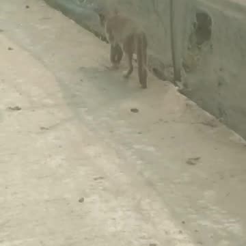 Feed them and take care of them.