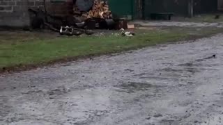 🦢🌾 Ukraine Russia War | Russian Soldiers Hunt Geese in Occupied Ukraine | RCF