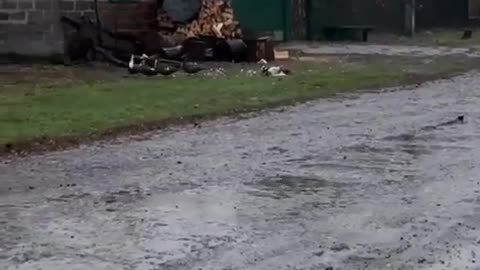 🦢🌾 Ukraine Russia War | Russian Soldiers Hunt Geese in Occupied Ukraine | RCF