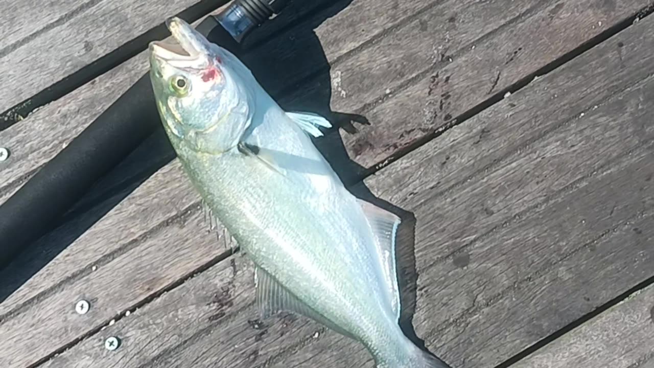 Blues magnolia pier