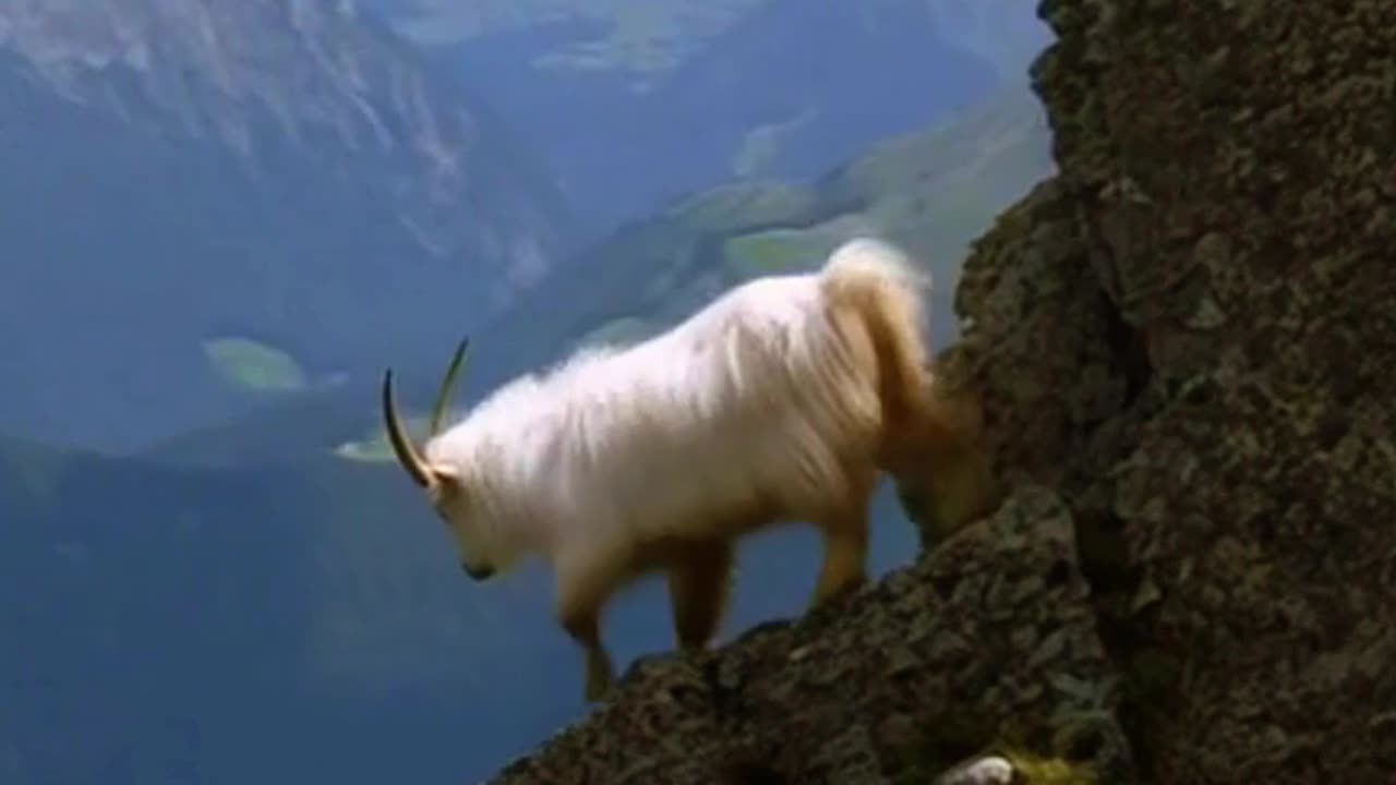 it's crazy what the mountain goats do!